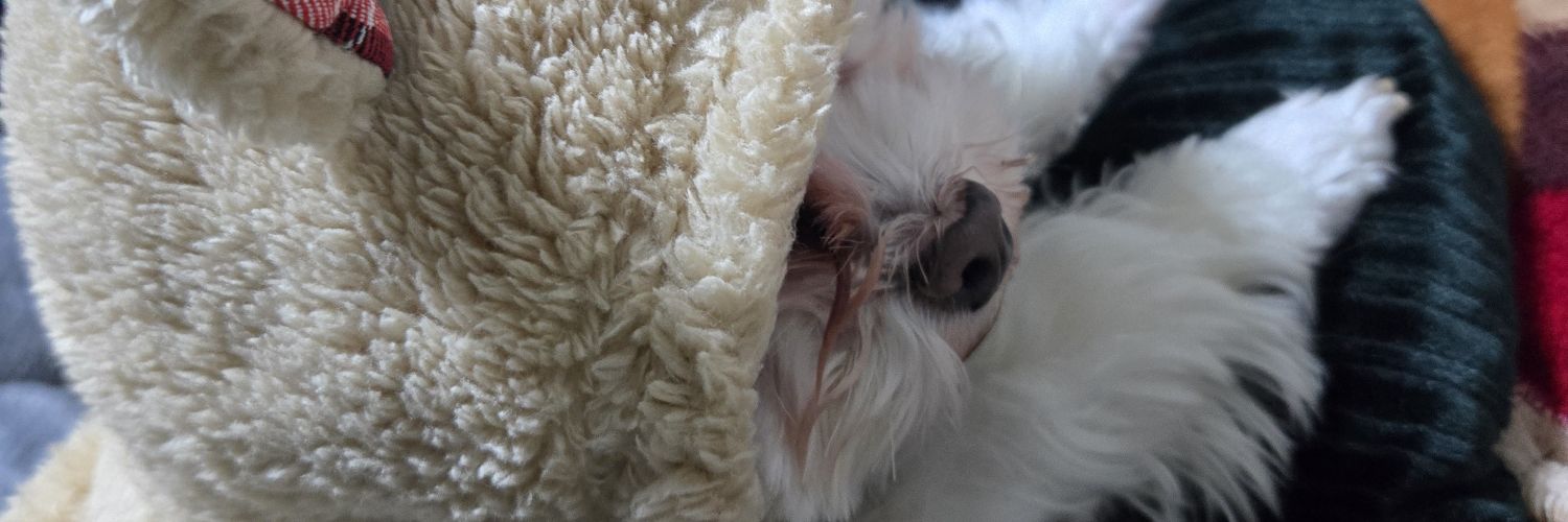 mimimmiya's profile banner image