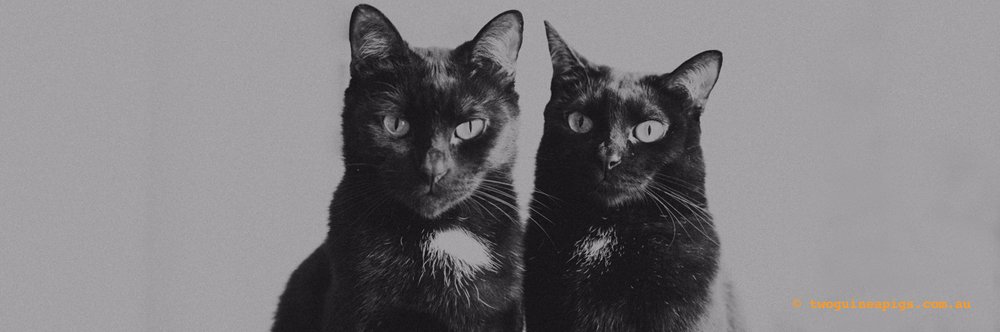 MelannieBlake's profile banner image