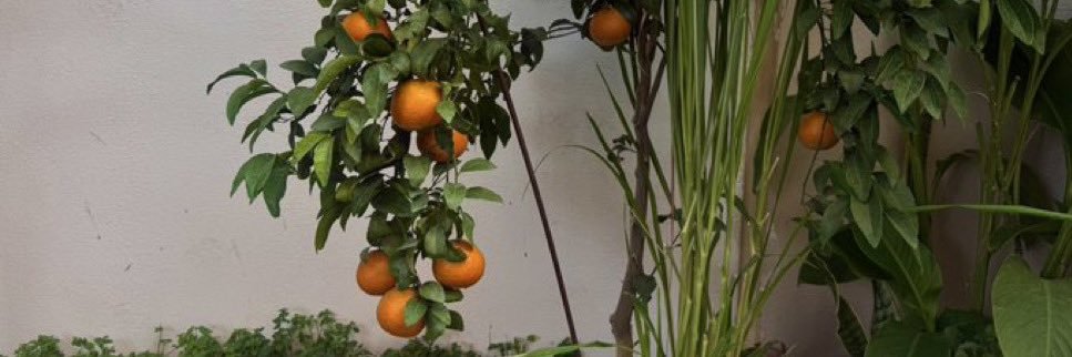 🍊 banner