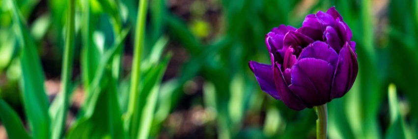 City of Ottawa banner