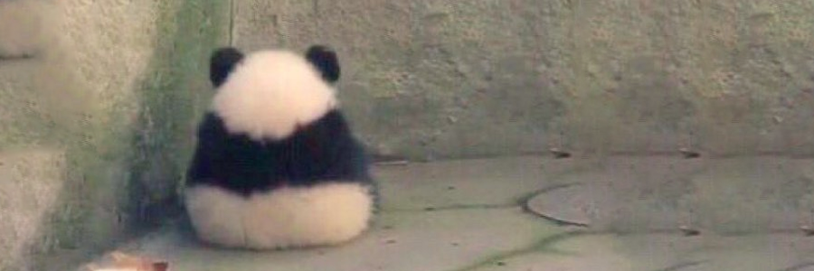 SAD PANDA banner
