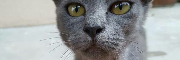 whathefaz's profile banner image