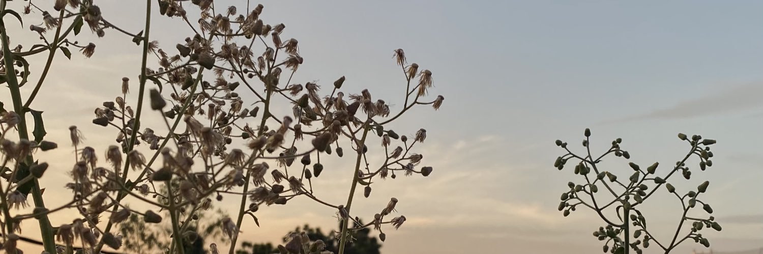 🌿buncis🌻 banner