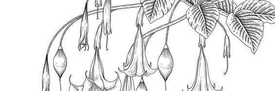 Alcyone Aurelius (Final 21) banner