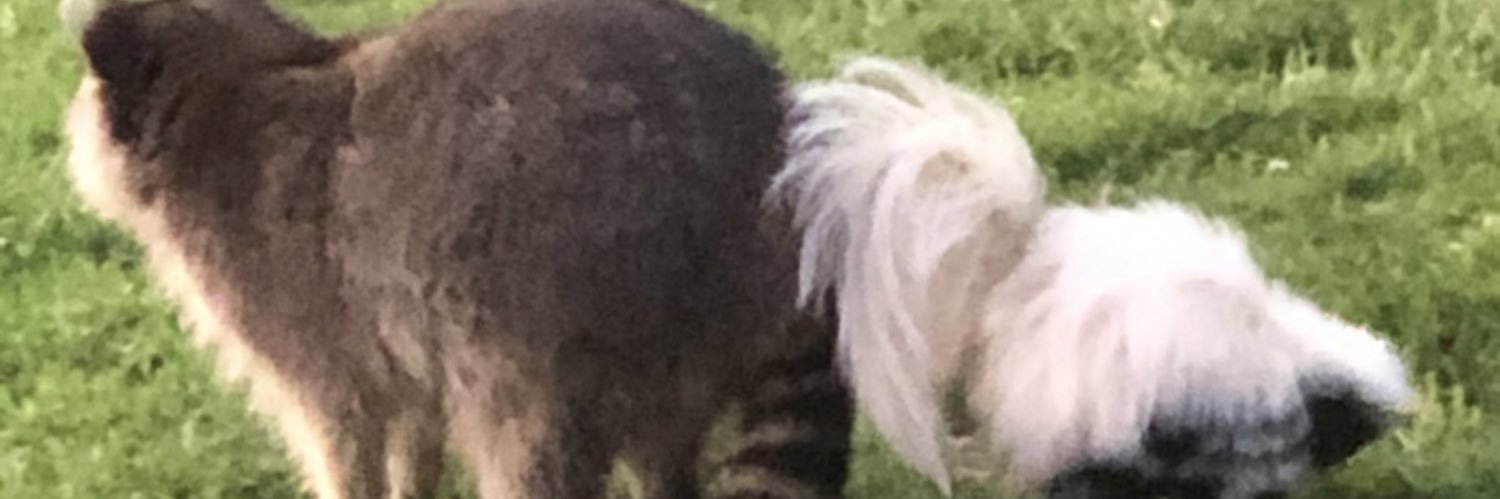 amybrooks's profile banner image