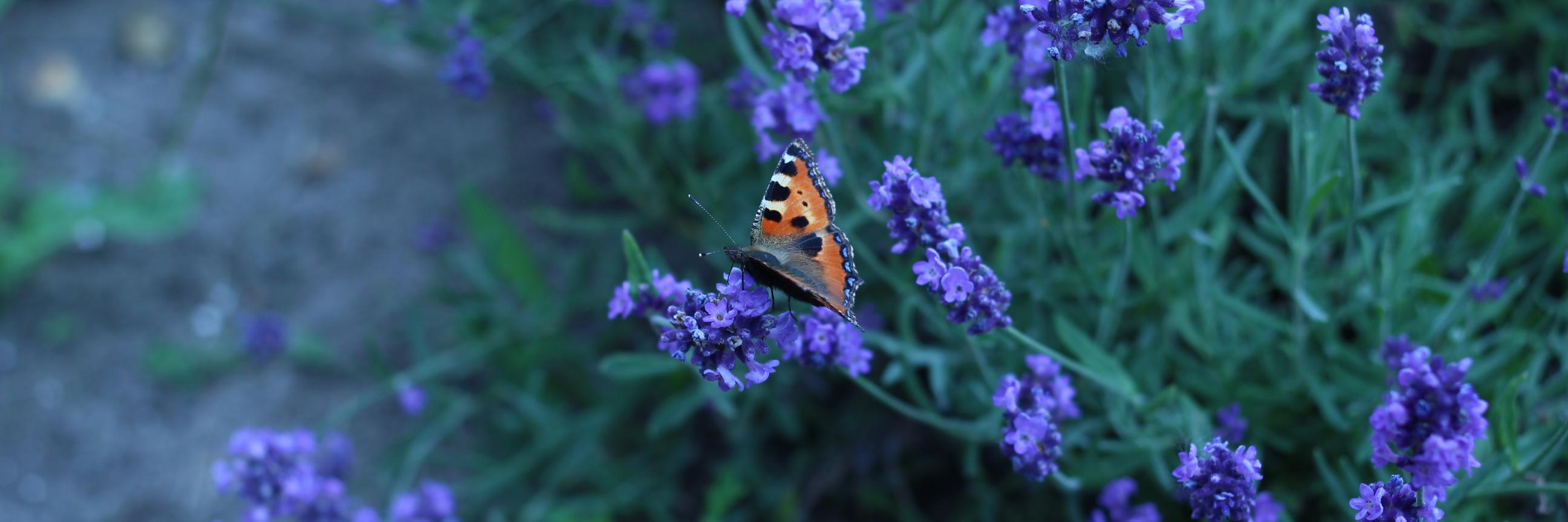Patrick Quist banner
