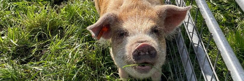 Hogs Back Brewery banner