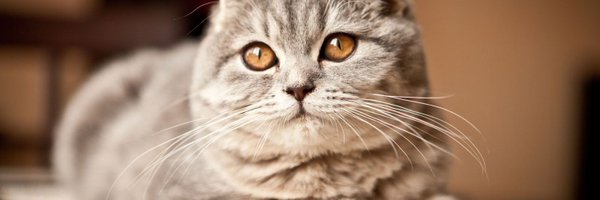 Cryptostreetcat Profile Banner