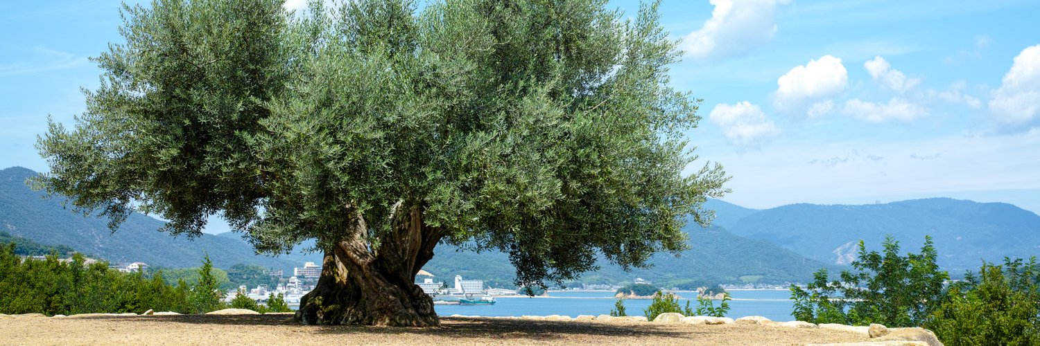 healthy_olive's profile banner image