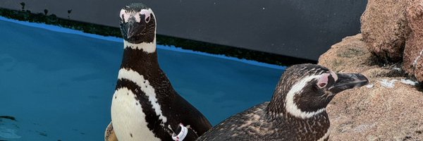 TurtleValley76 Profile Banner