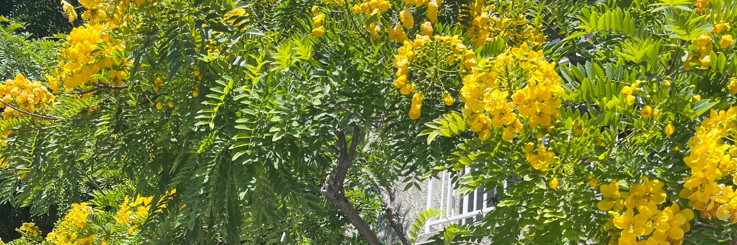 dscozzesi's profile banner image