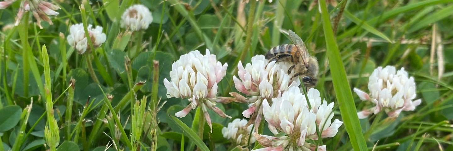 Modern Beekeeping banner