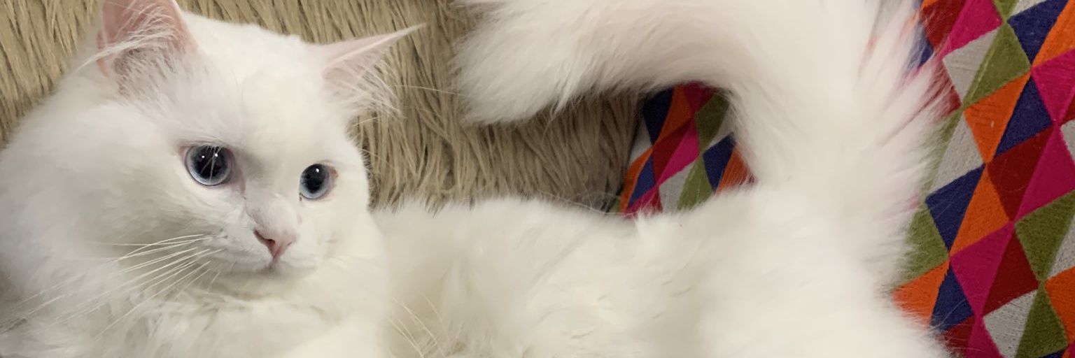 Zacky :3's banner