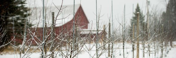 AppleEllie Profile Banner