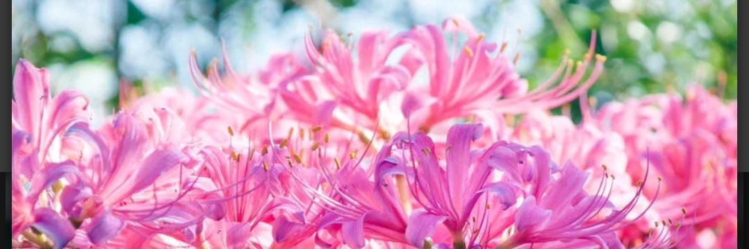 𑁍Rifa𑁍 banner