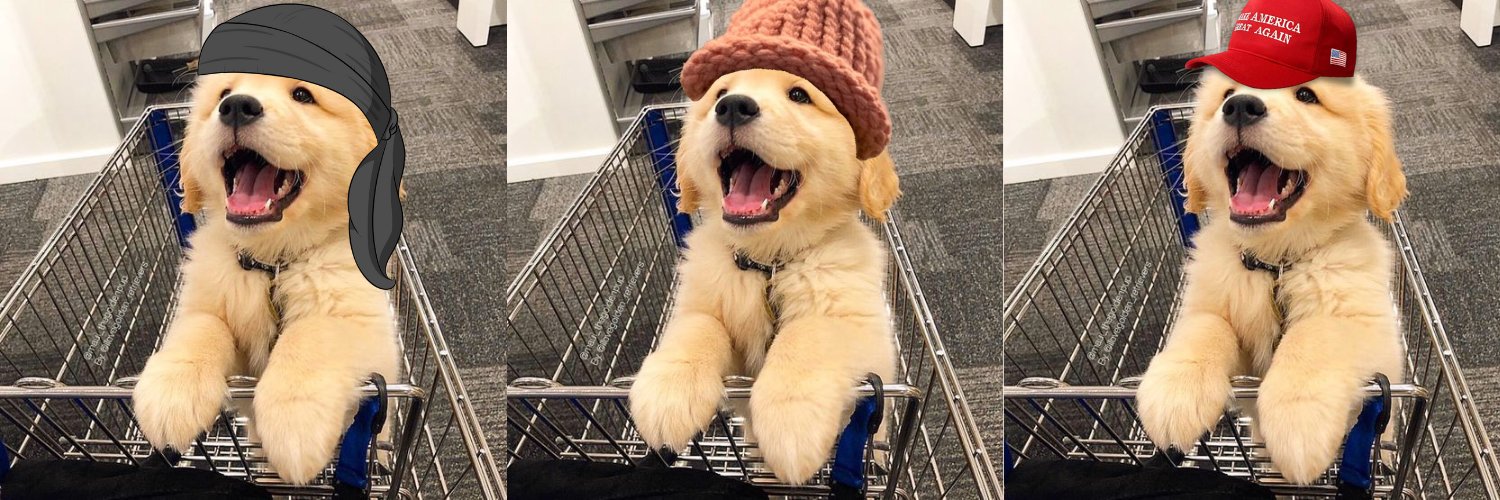 dog in cart $DIC banner
