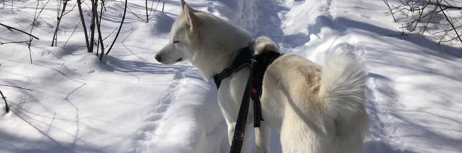 Le silencieux banner