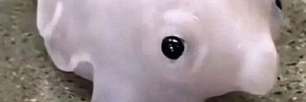chompedup Profile Banner