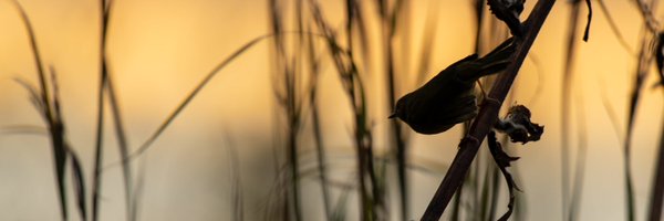 jobip Profile Banner