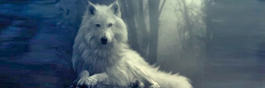 SilverWolfess's profile banner image