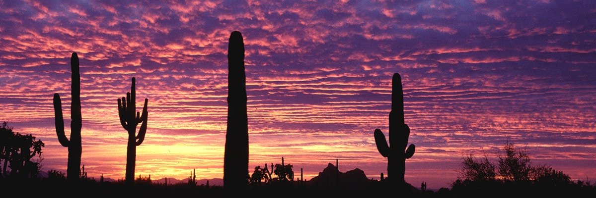 just this DAN STEELE guy banner