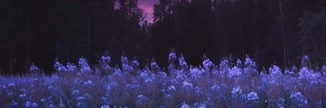 𝒜𝓂𝑒𝓁𝒾𝒶 banner