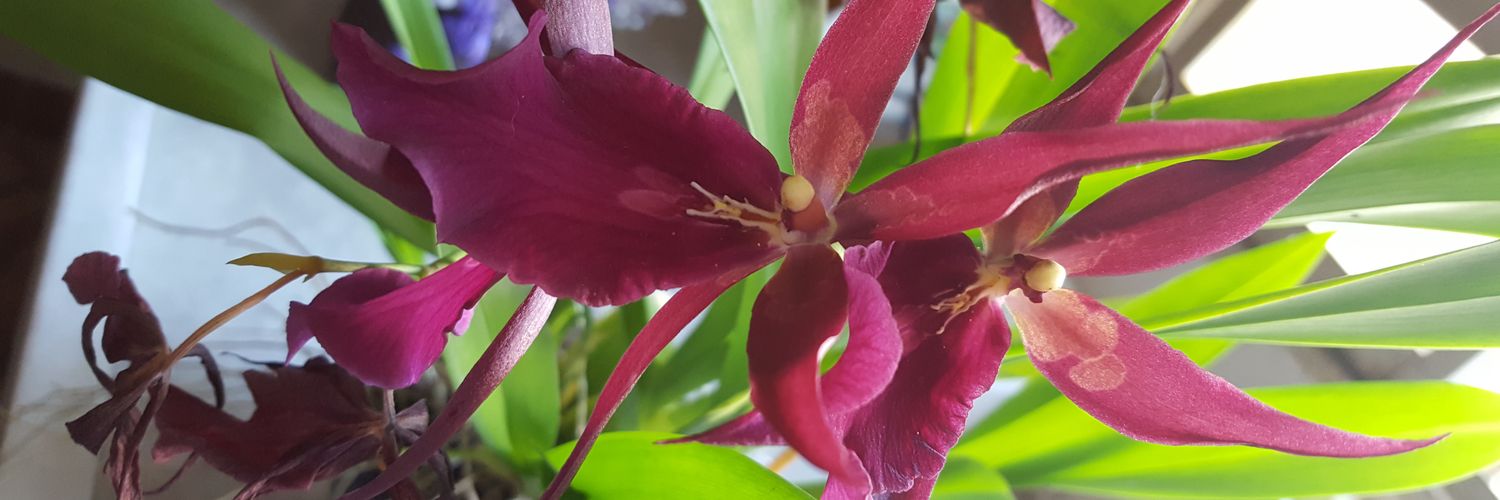 Liana N. Palacios banner