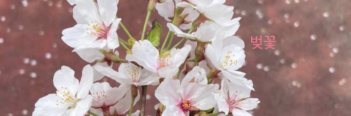 さくら🌸Saqura banner