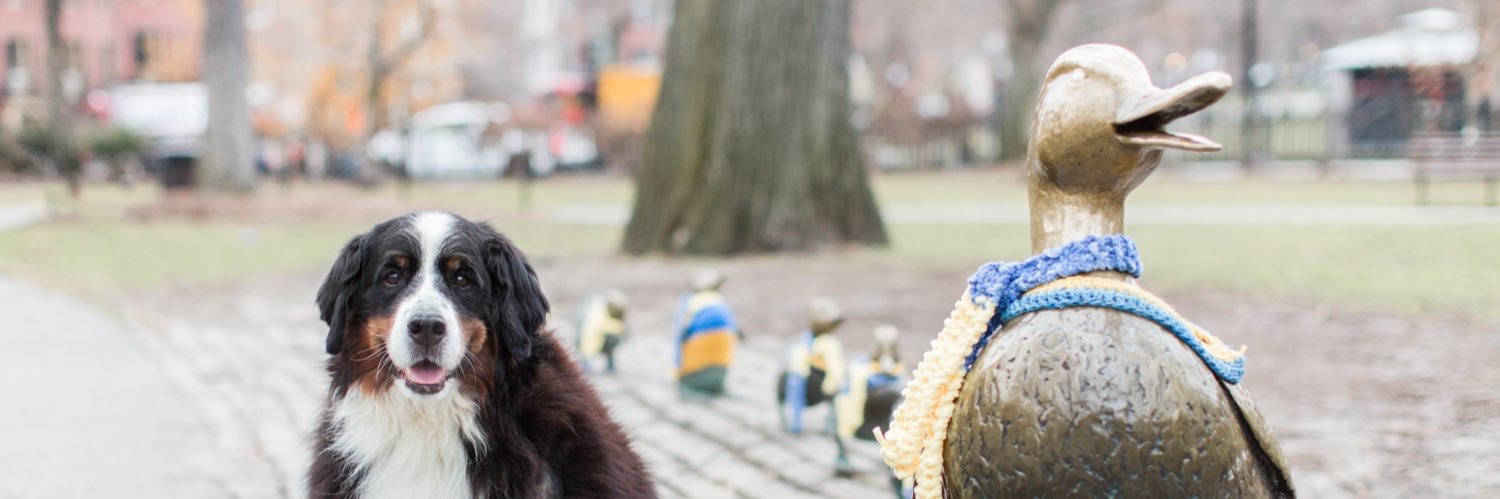 shep banner