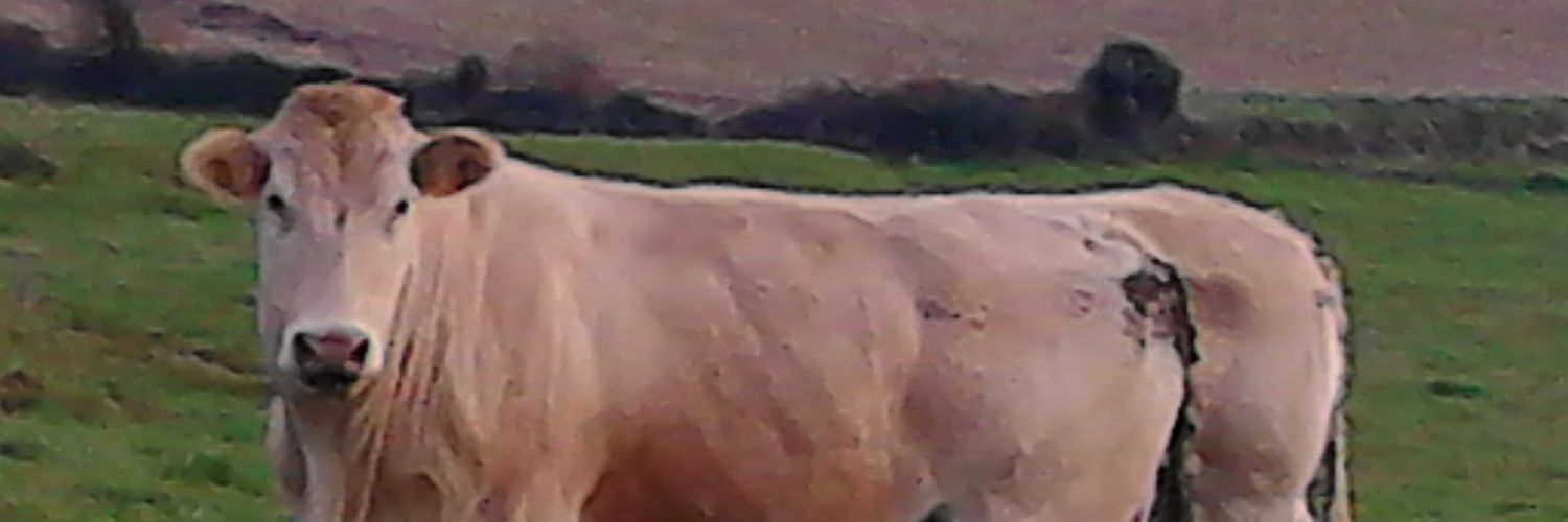 1994nachoavarez's profile banner image