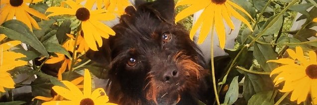 bellaortonn's profile banner image