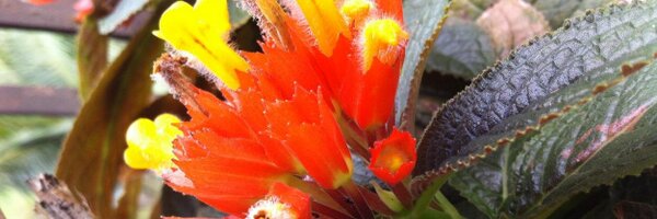 sureshcroy Profile Banner