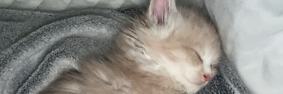 ircxli's profile banner image