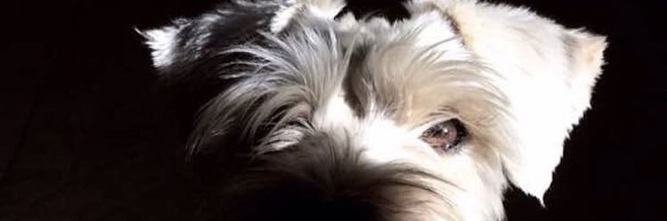 chuchoxs's profile banner image