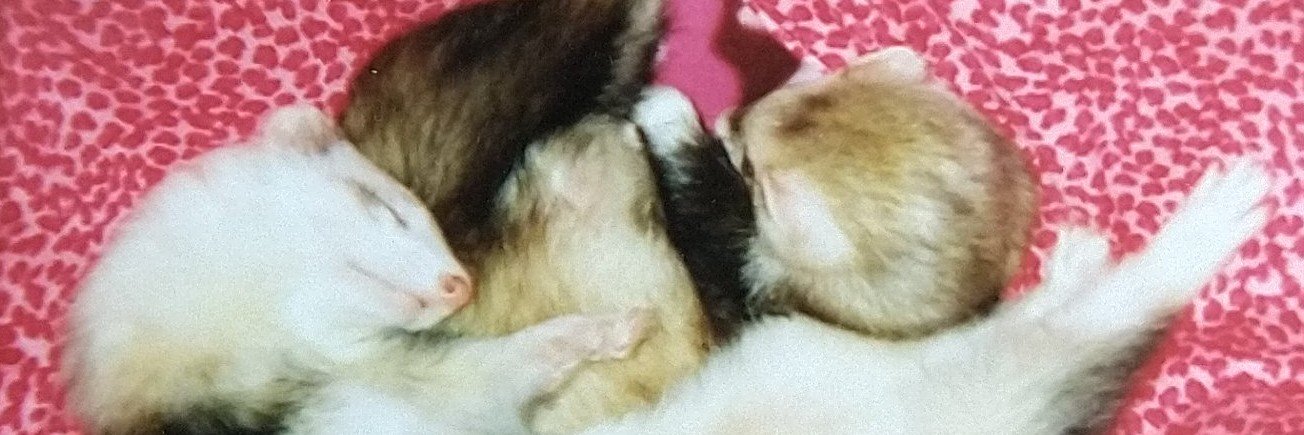 鼬家ぷにすけ banner