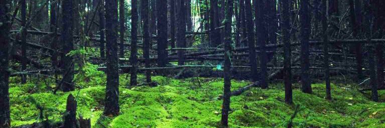 Terry Steinbrenner banner