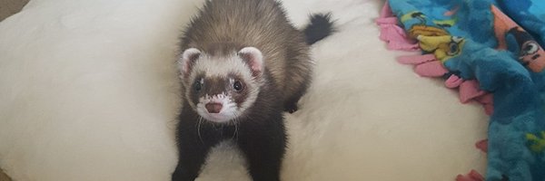 kryanash Profile Banner