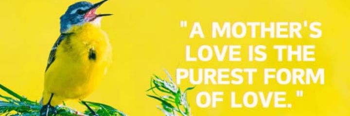 Preeti Mishra's banner