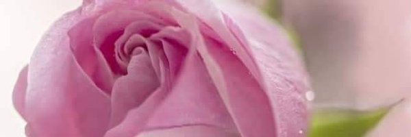 lusch1111 Profile Banner