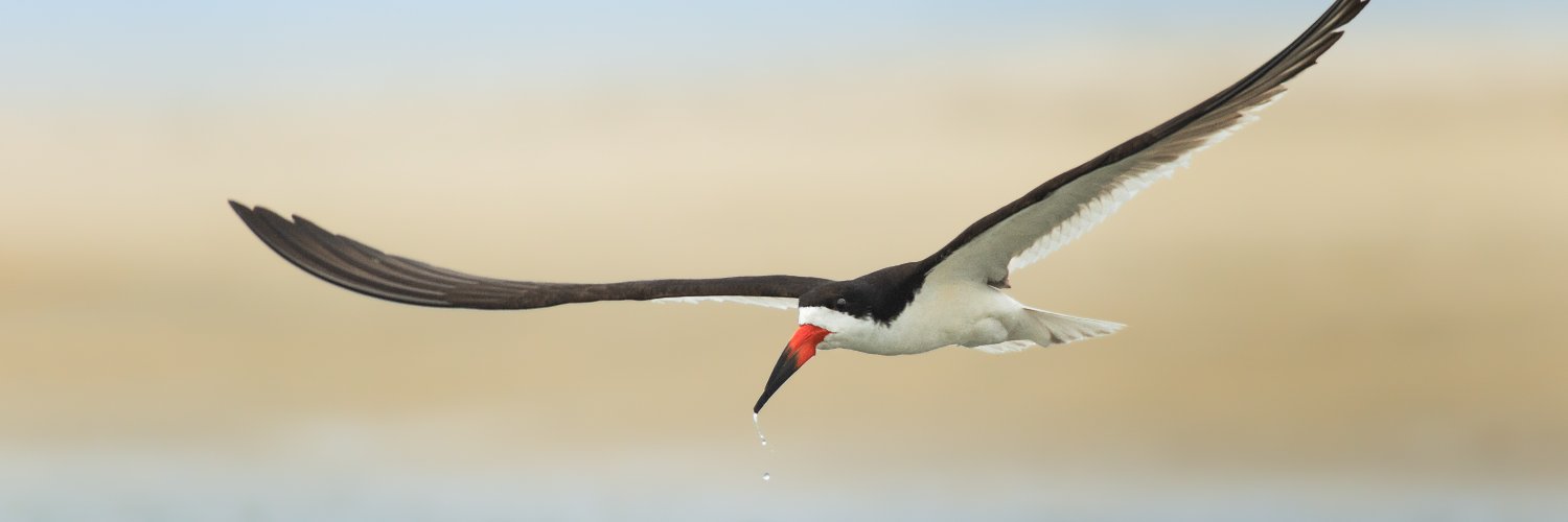 Birding University banner
