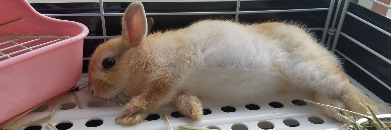 🐰ゴンちゃんのお部屋🐰's banner
