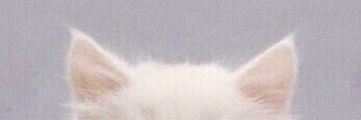 🍑 banner