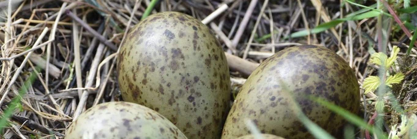 Breeding Waders EIP Project's banner
