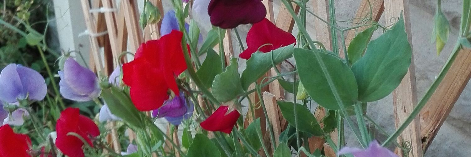 lisastritzel's profile banner image