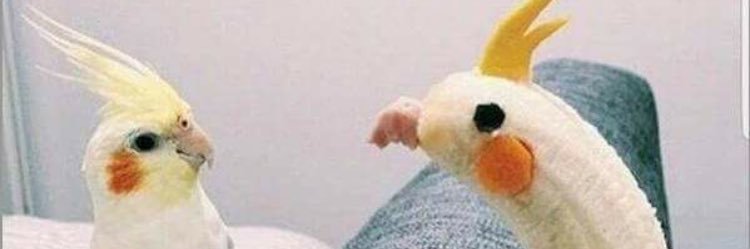 Op13pathetiqueC's profile banner image