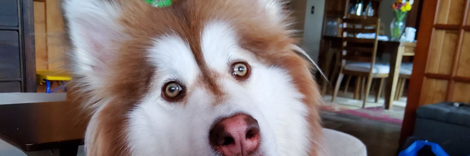 RandyGoat 🐐 banner