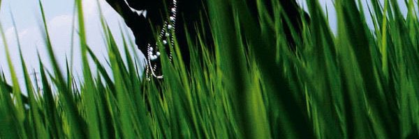 saerrafim Profile Banner