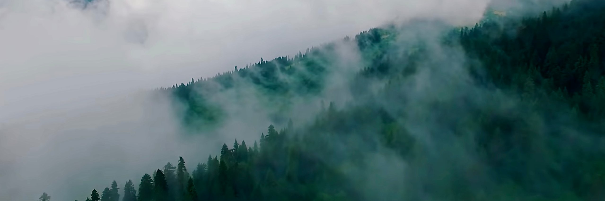 🌲🦌🍄's banner