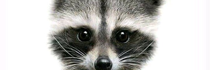 Carlos Daniel banner