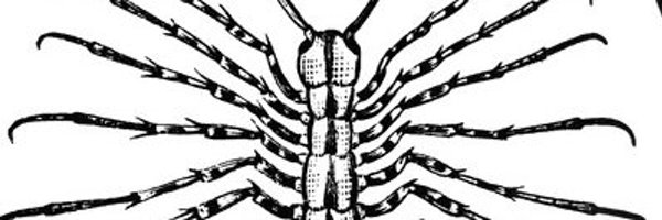 p4lsied Profile Banner